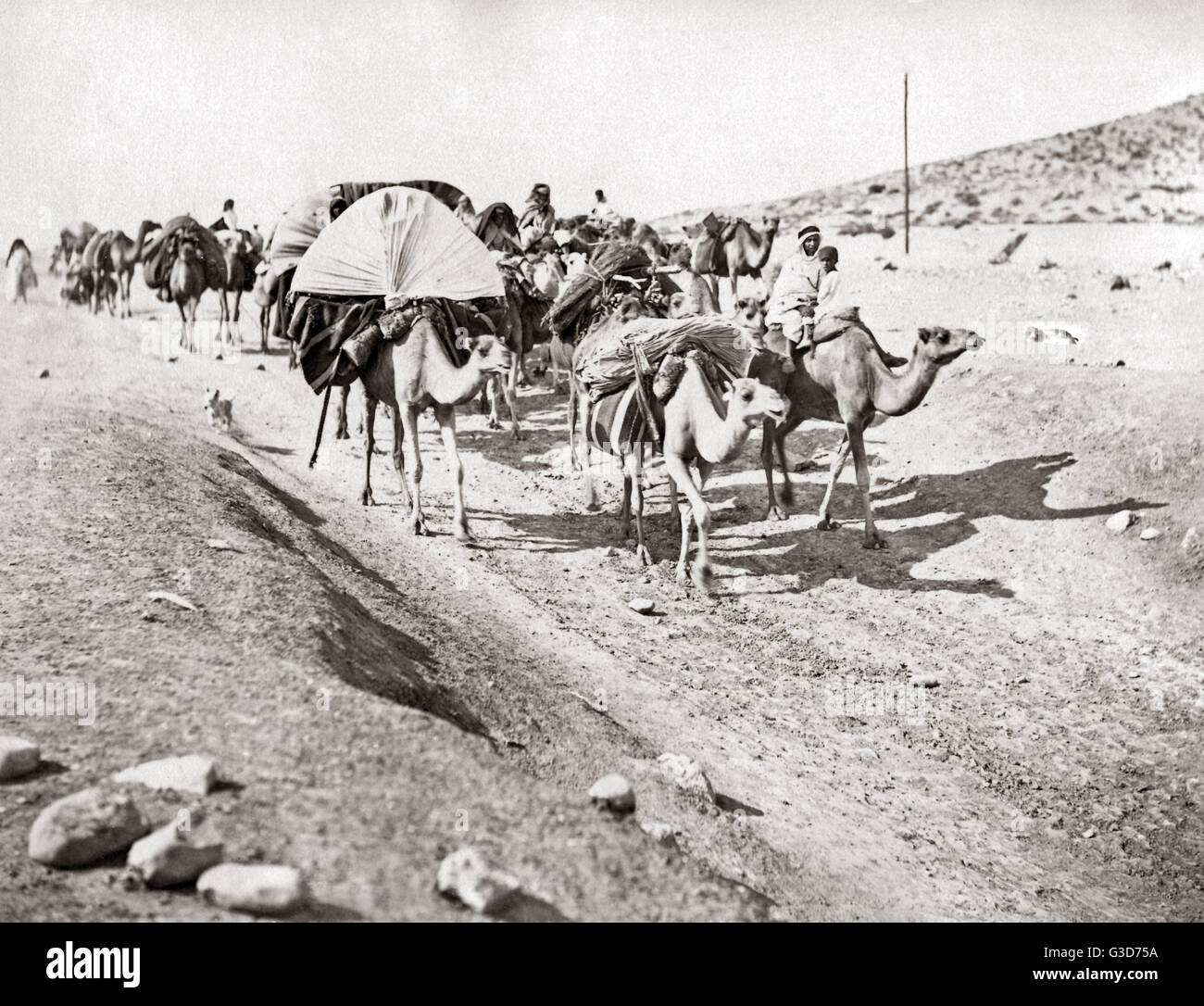 Camel train in the Algerian Sahara, circa 1890 Stock Photo - Alamy