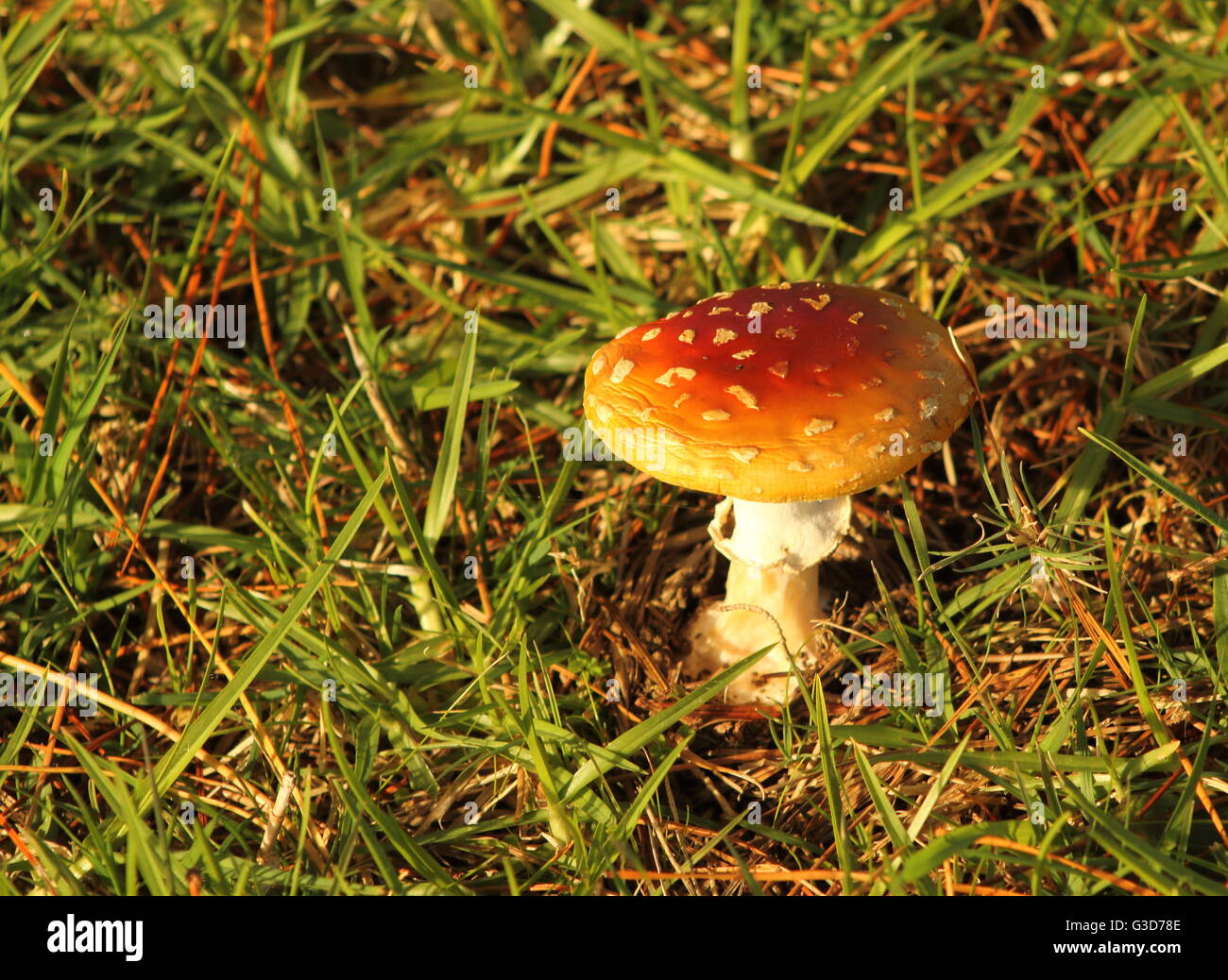 Mushroom in grass Stock Photo