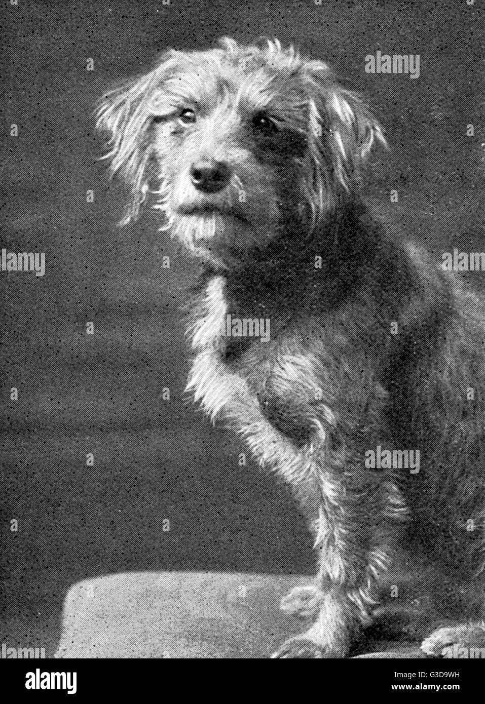 Rescued from a German fishing trawler in early August 1914 by HMS Falmouth, Fritz the wire haired terrier was promptly re-christened 'Old Bill' by the crew, and adopted as their mascot. Old Bill saw action at the Battle of Jutland amongst others, and afte Stock Photo