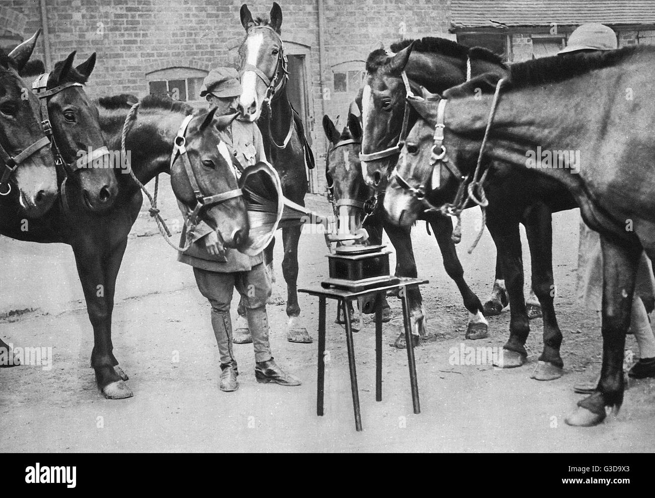 A Borstal for Bucephalus: Lt. Mike Rimmington taming unruly steeds for the war effort. Here, horses gather round gramophone to listen as part of their treatment.     Date: Stock Photo