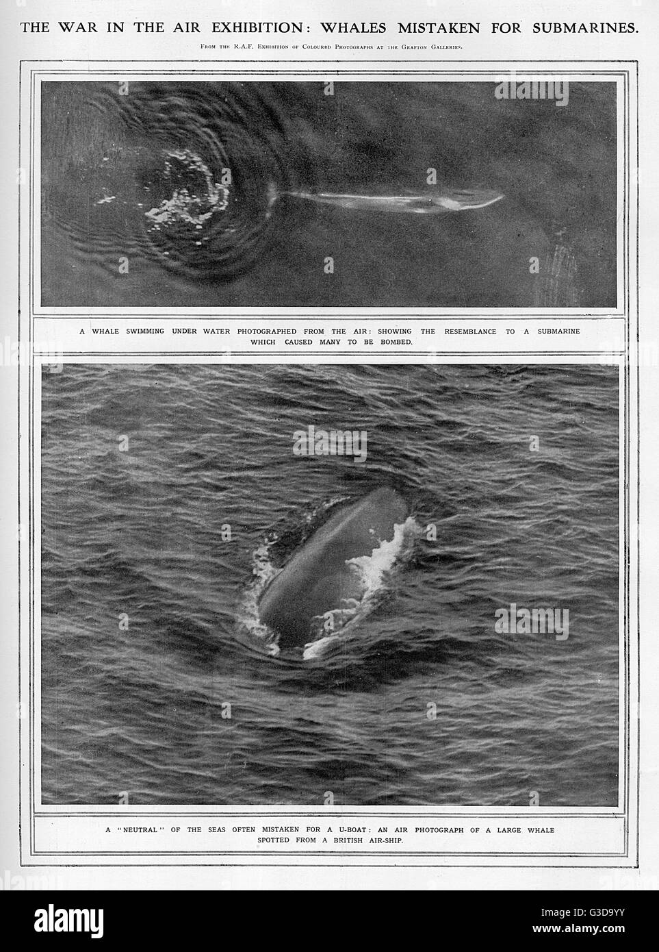 Whales mistaken for u-boats during WW1. Stock Photo