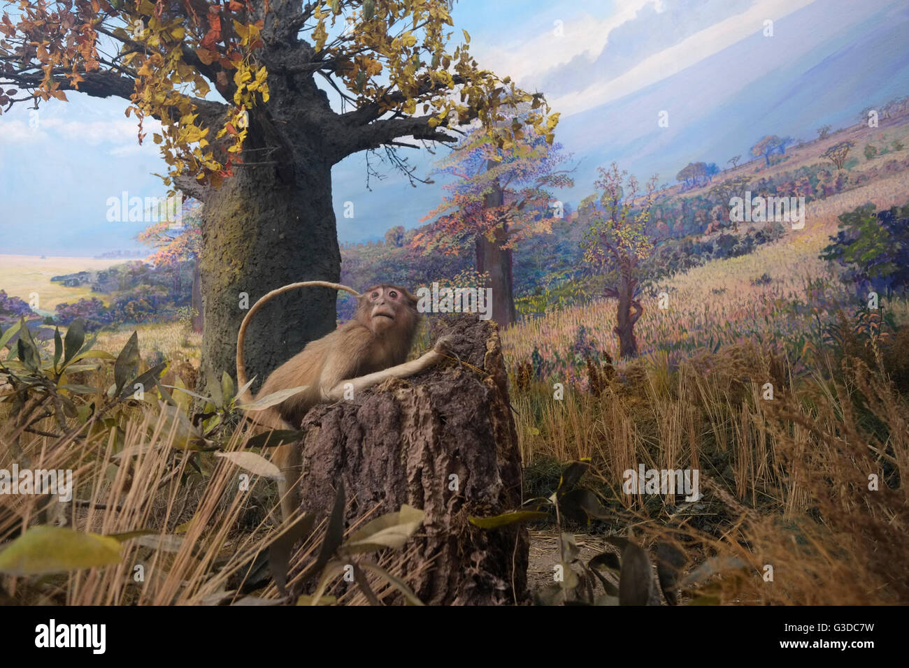 Stuffed monkey diorama inside the National Museum of Natural History in