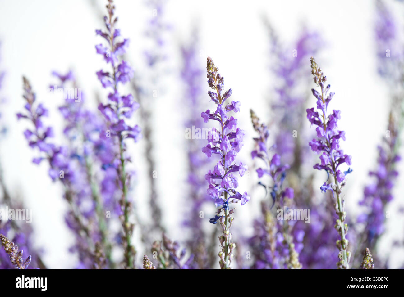 Purple violet wild flowers grass hi-res stock photography and images ...