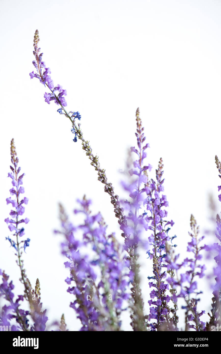 Grass and purple flowers hi-res stock photography and images - Alamy