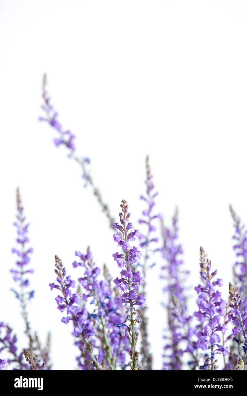 Grass and purple flowers hi-res stock photography and images - Alamy