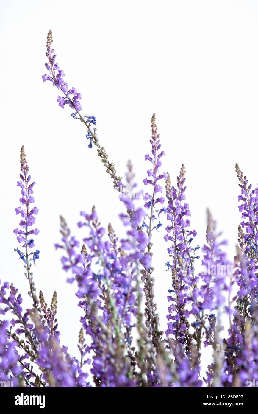 Grass and purple flowers hi-res stock photography and images - Alamy