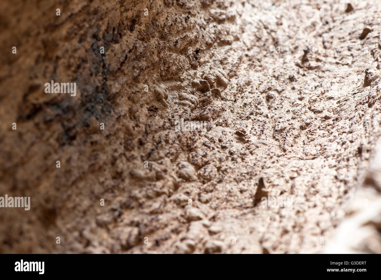 Cork tree bark Stock Photo Alamy