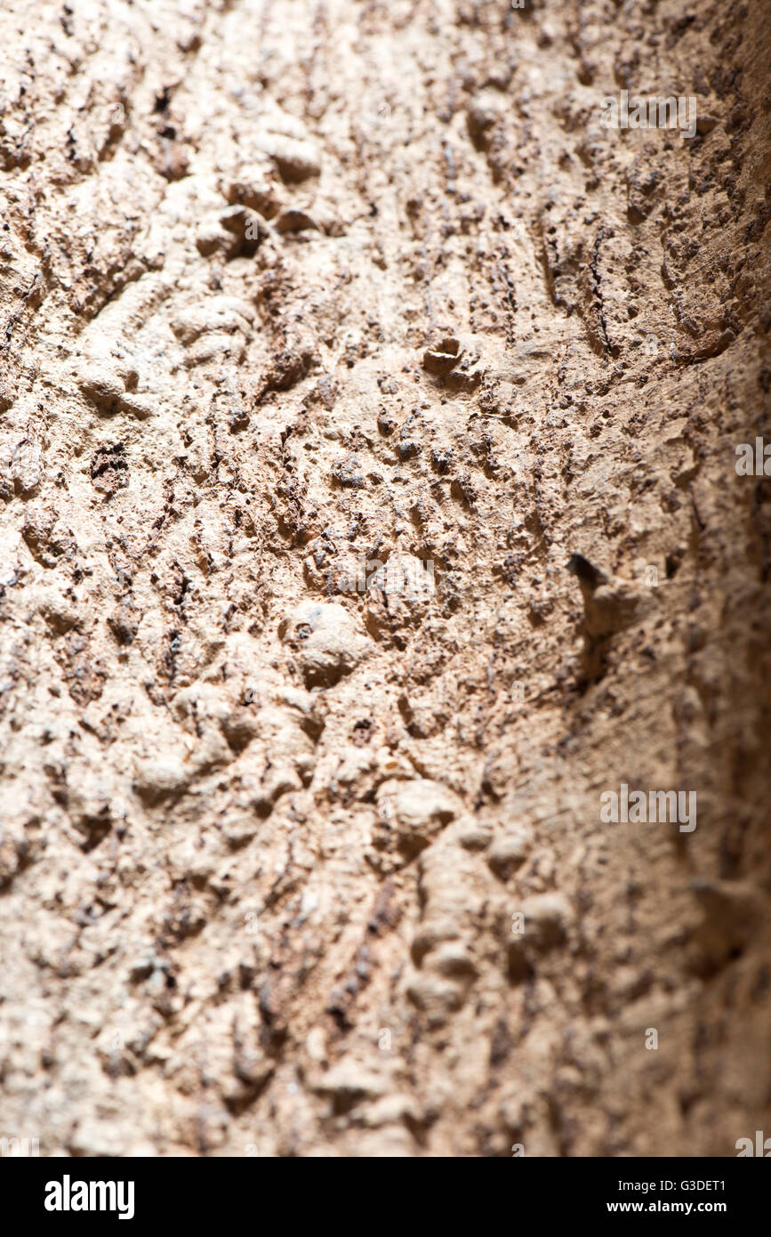 Cork tree bark Stock Photo Alamy