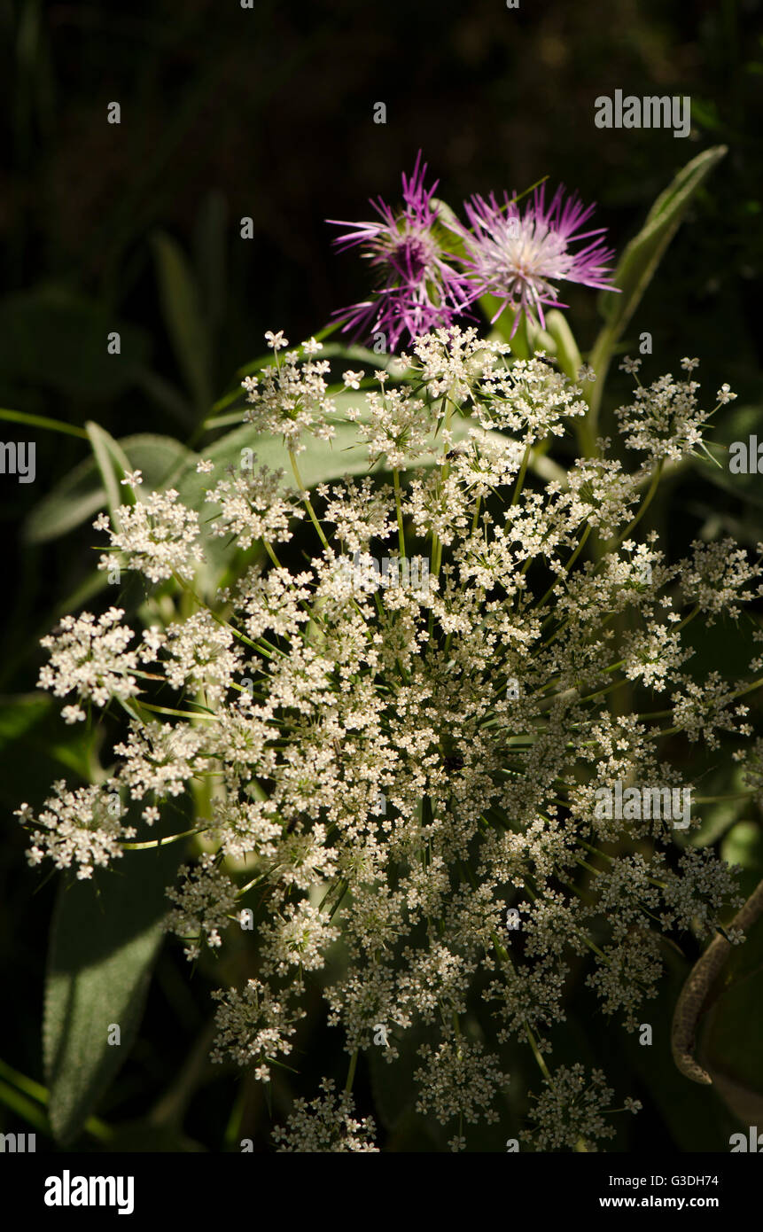 Conium, hemlock, Wild flowers, Spain Stock Photo Alamy