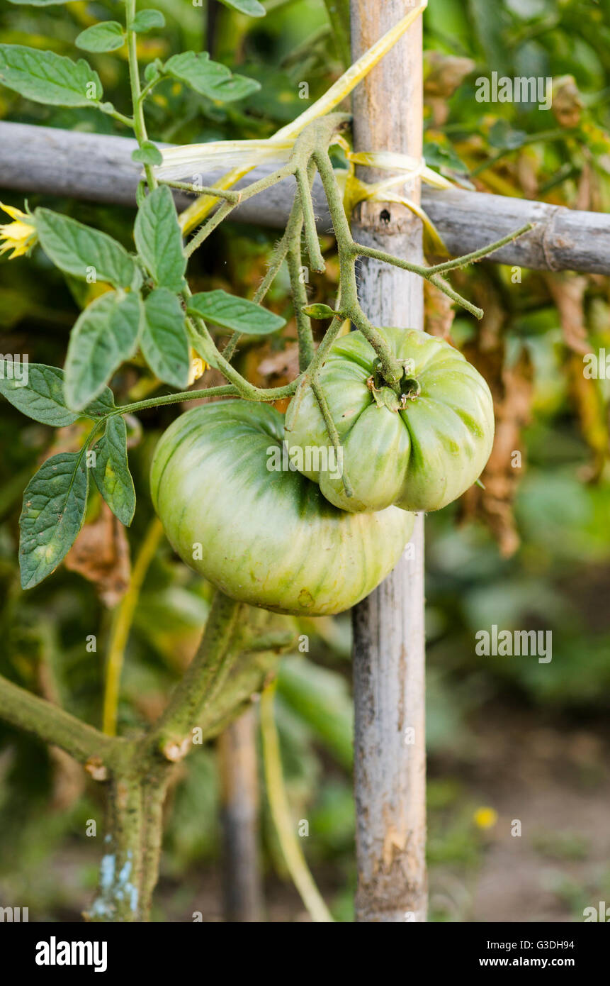 Beefsteak tomato plant hires stock photography and images Alamy