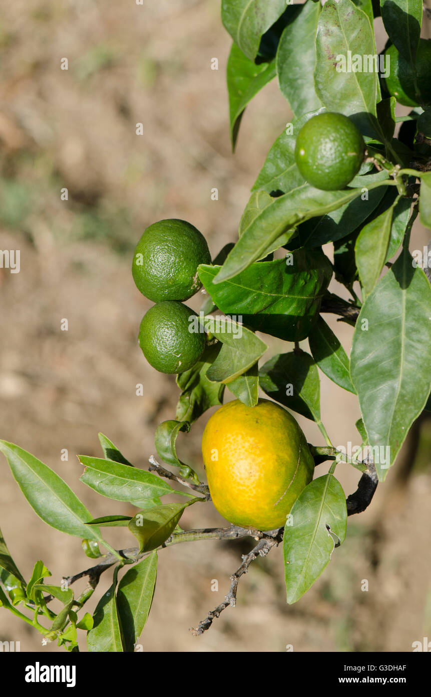 Mandarin, fruit, ripening on tree branch, Spain. Stock Photo