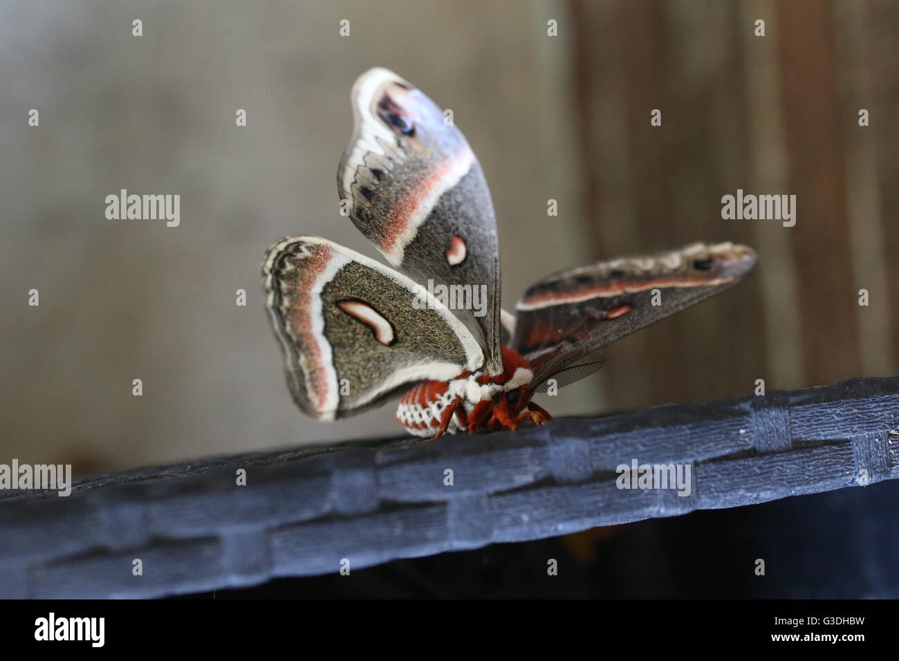 Cecropia moth hi-res stock photography and images - Alamy