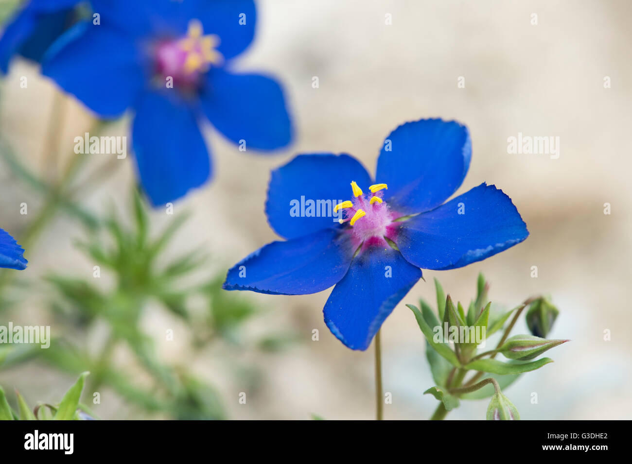 Lysimachia monelli, Blue pimpernel.  Flaxleaf Pimpernel flower Stock Photo