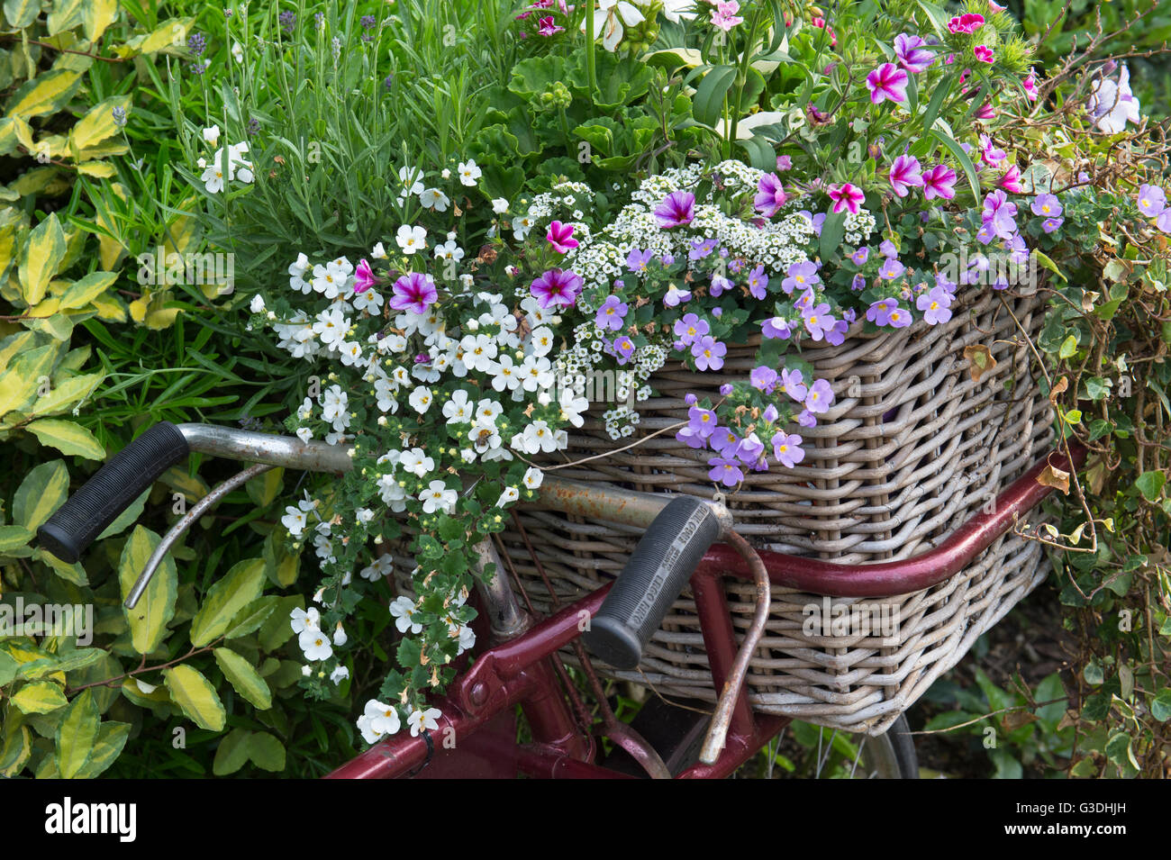 Old bicycle basket full of flowers outside The Old Swan public house, Minster Lovell, Oxfordshire, England Stock Photo