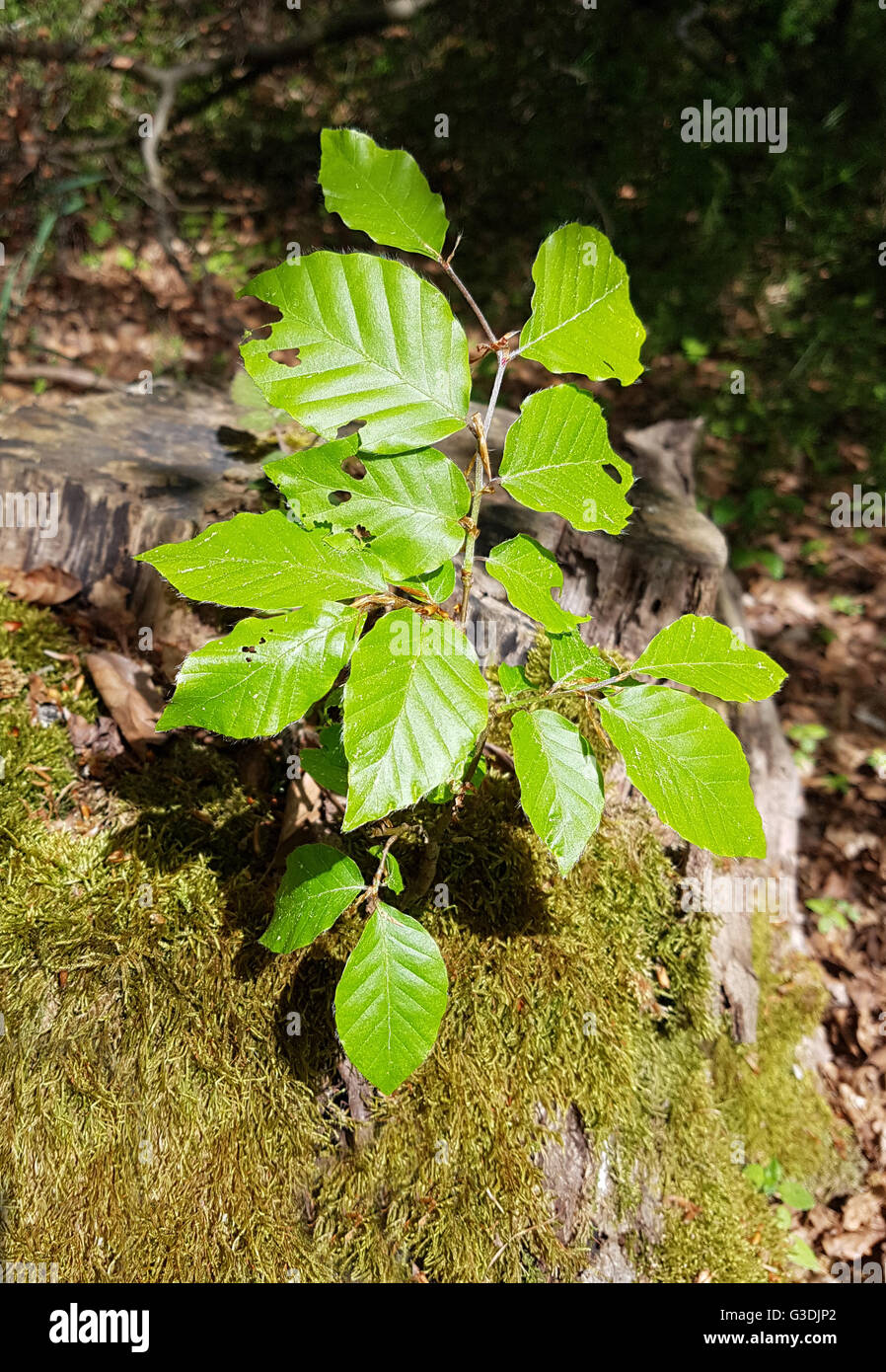 Buchensproessling, Buche; Rotbuche; Fagus, sylvatica, jungpflanze, Sproessling Stock Photo