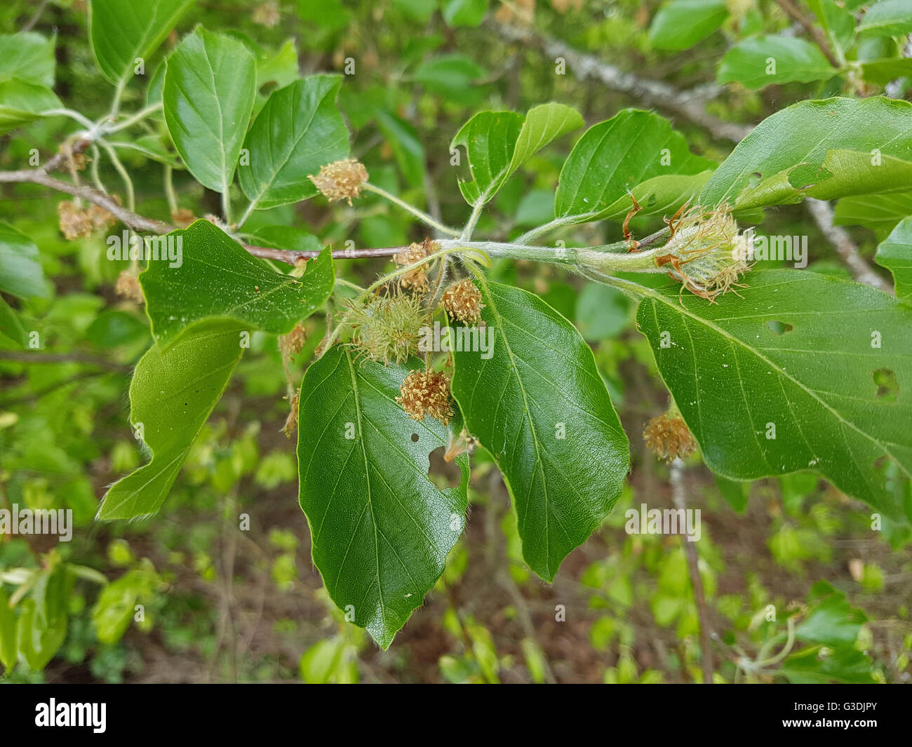 Buchensproessling, Buche; Rotbuche; Fagus, sylvatica, jungpflanze, Sproessling Stock Photo