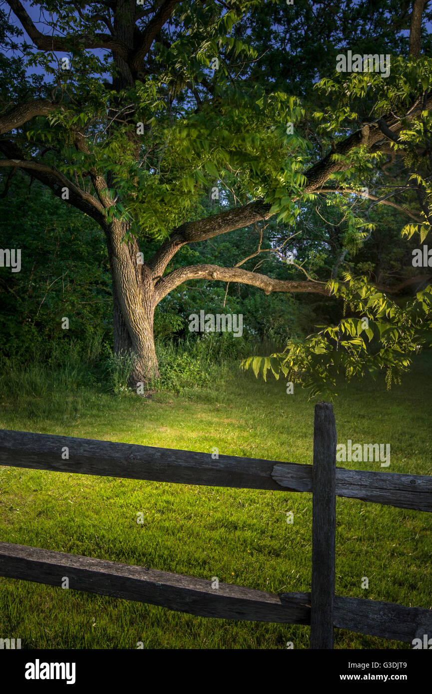 Tree & Fence With Lighting At Twilight Stock Photo