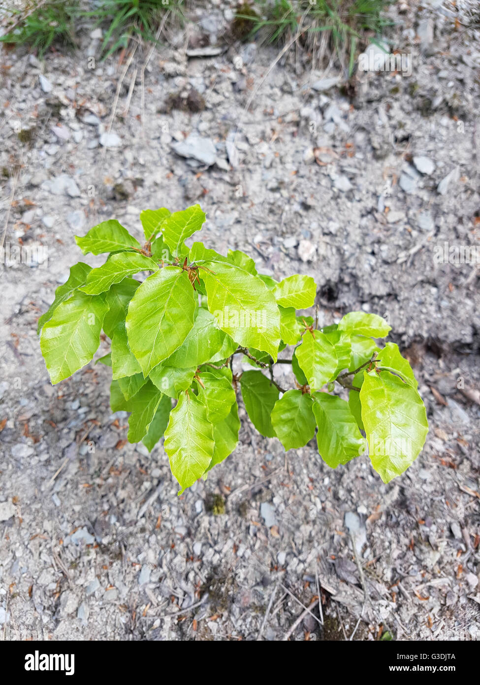 Buchensproessling, Buche; Rotbuche; Fagus, sylvatica, jungpflanze, Sproessling Stock Photo