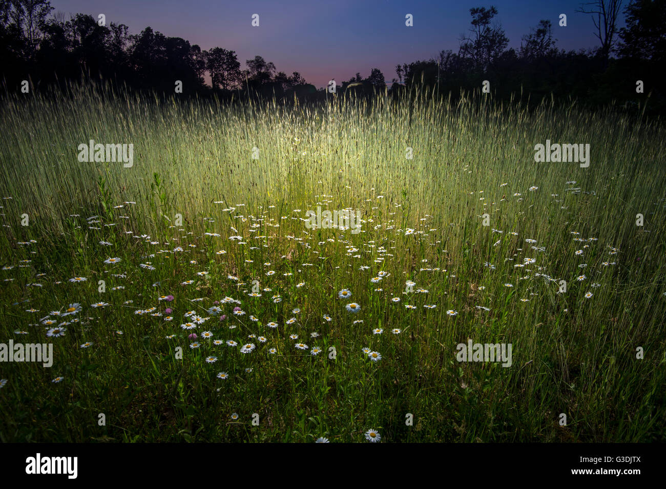 Field Of Daisy Flowers At Night Stock Photo