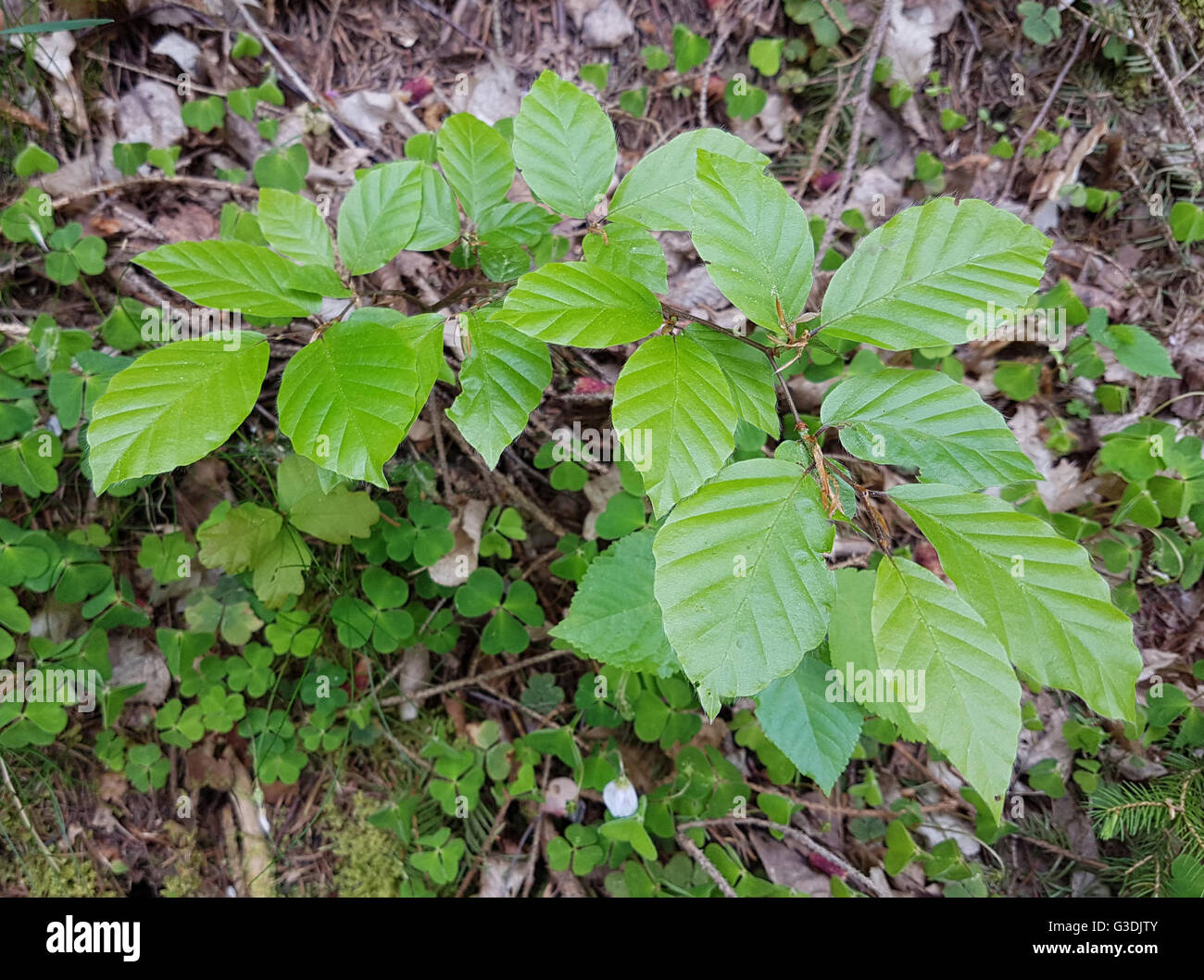 Buchensproessling, Buche; Rotbuche; Fagus, sylvatica, jungpflanze, Sproessling Stock Photo