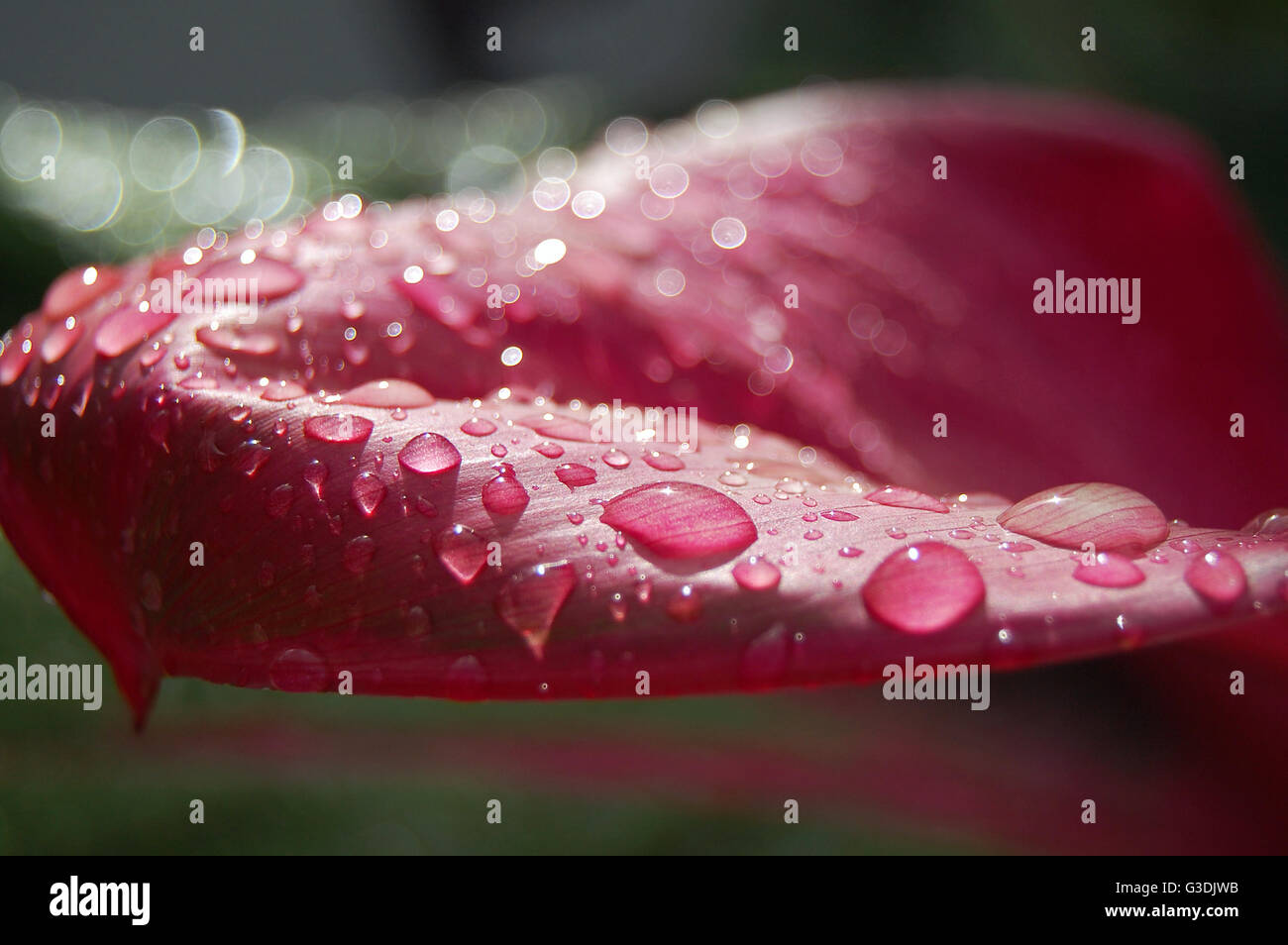 Water drops on pink leaf Stock Photo