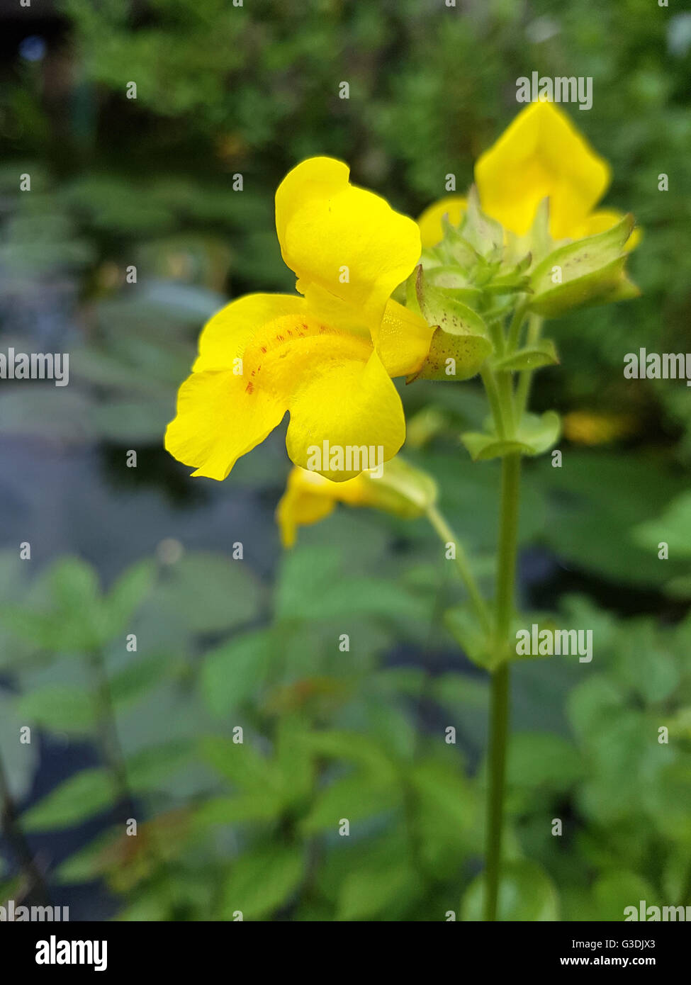 Gauklerblume, Mimulus, aurantiacus, gelbe, Bluete, Affenblume, Wasserpflanze Stock Photo