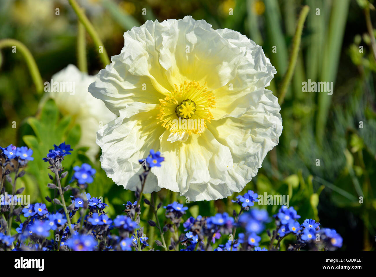 Pistil poppy papaver detail flower hi-res stock photography and images ...
