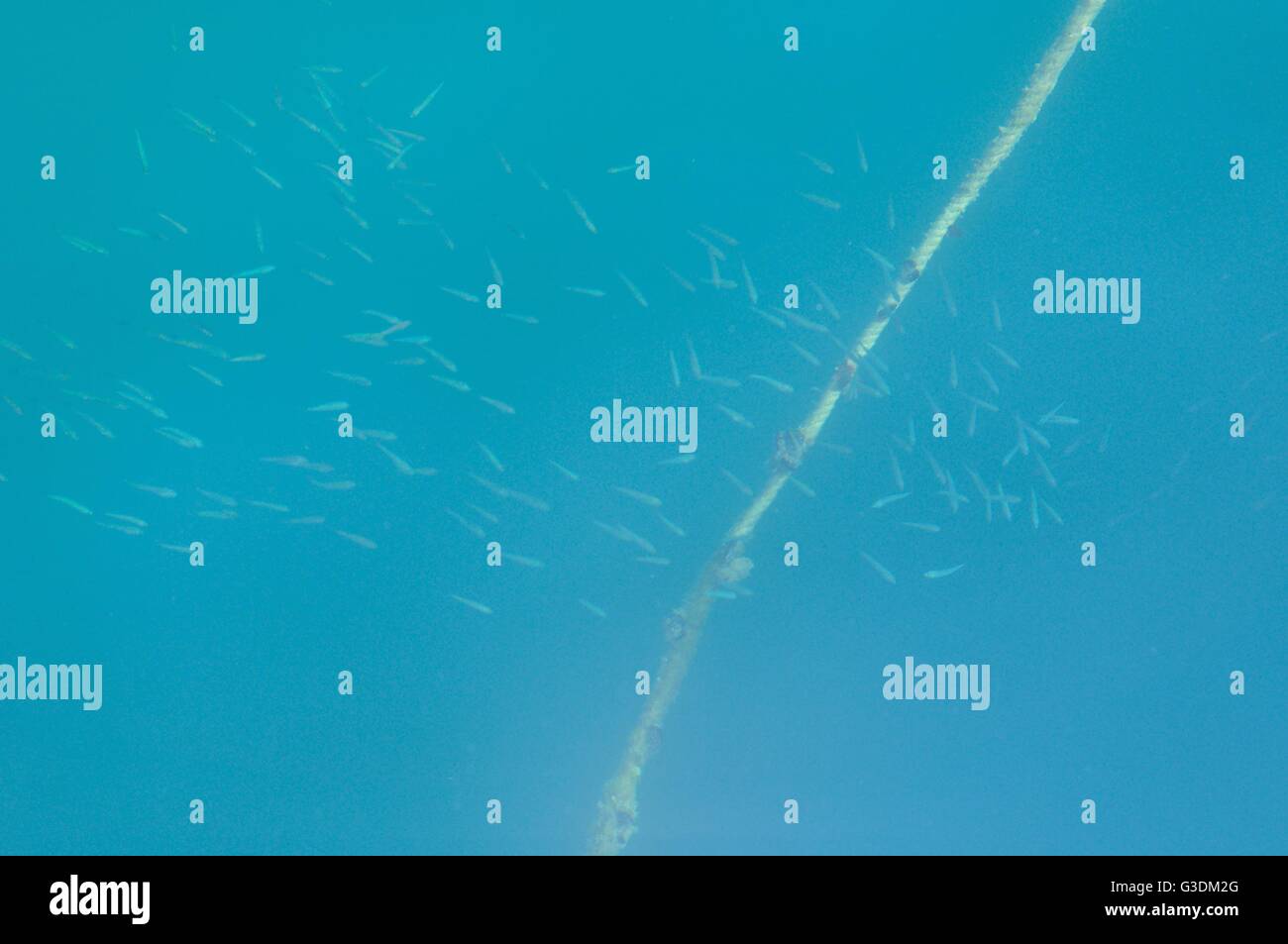 Group of small fish underwater Stock Photo