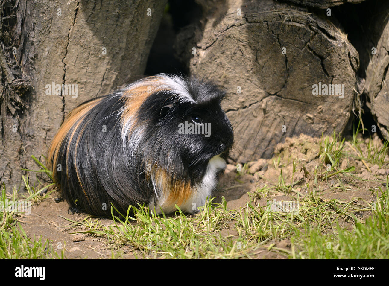 Closeup of black, brown and white shaggy guinea pig (Cavia porcellus) Stock Photo