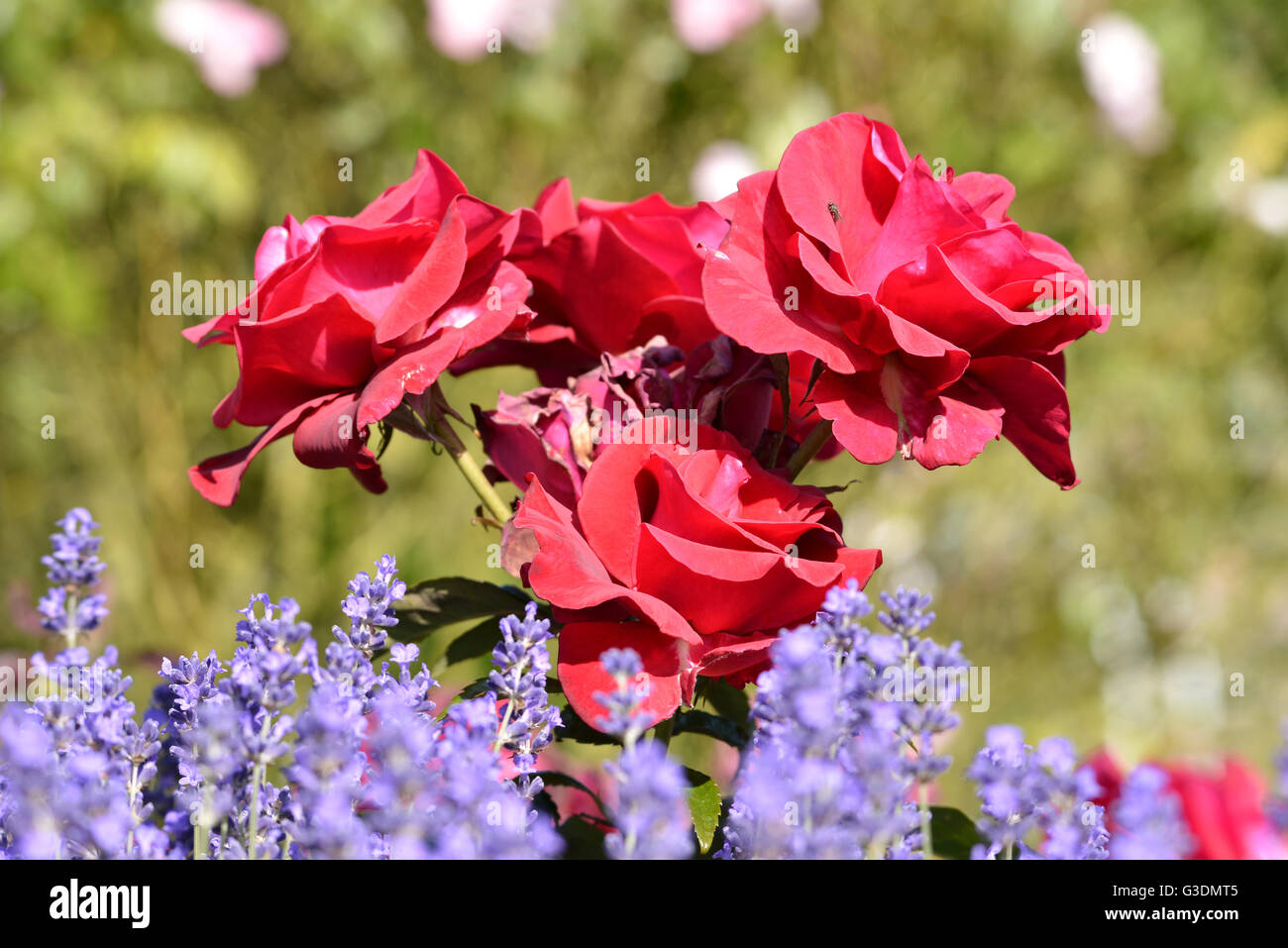 Blue flower plant rose hi-res stock photography and images - Alamy