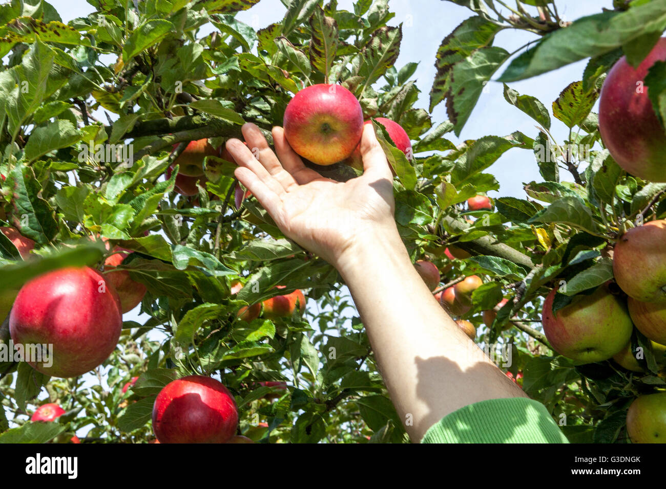 Picking apples harvesting fruits Stock Photo