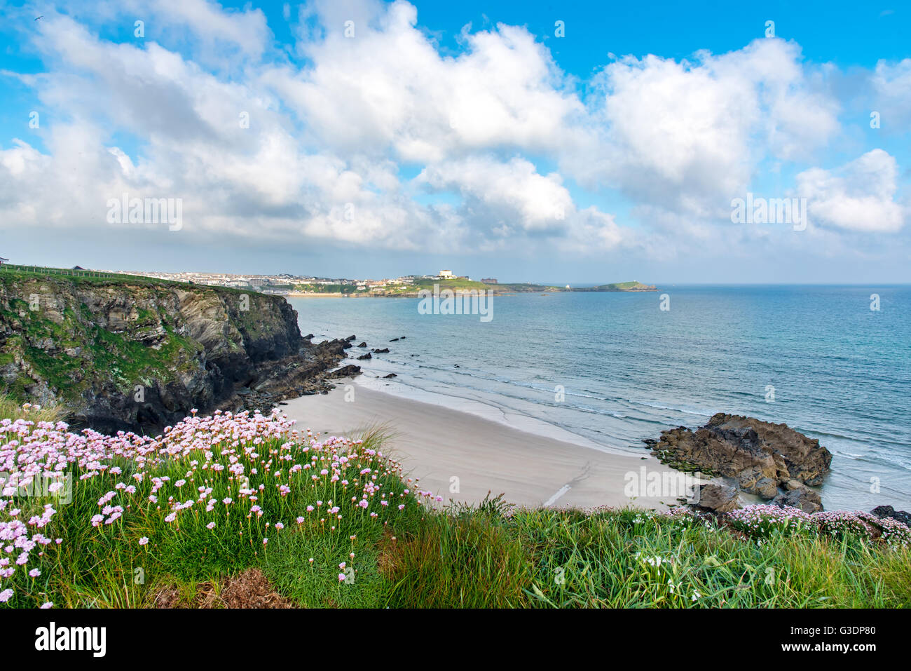 Sea Pinks, or Thrift (Armeria maritima) above Tolcarne Beach in Newquay, Cornwall, UK.  Towan Head is in the background. Stock Photo