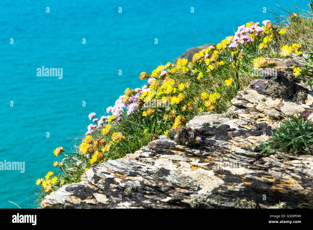 Clump of yellow Kidney Vetch (Anthyllis vulneraria) with Sea Pinks, or thrift (Armeria maritima) on a North Cornish clifftop. Stock Photo