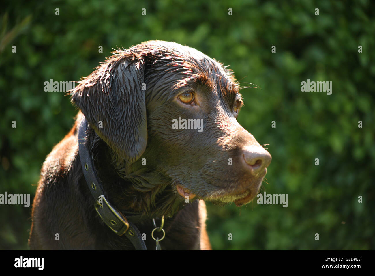 happy dog, wet dog, chocolate Labrador, black labrador, large dog breed