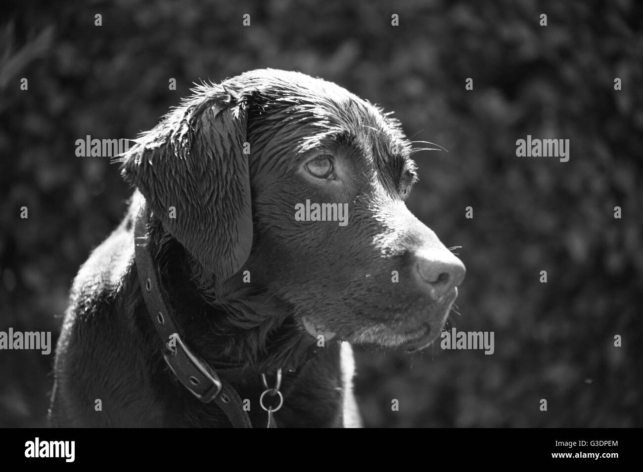 Black and white photograph of chocolate labrador Stock Photo