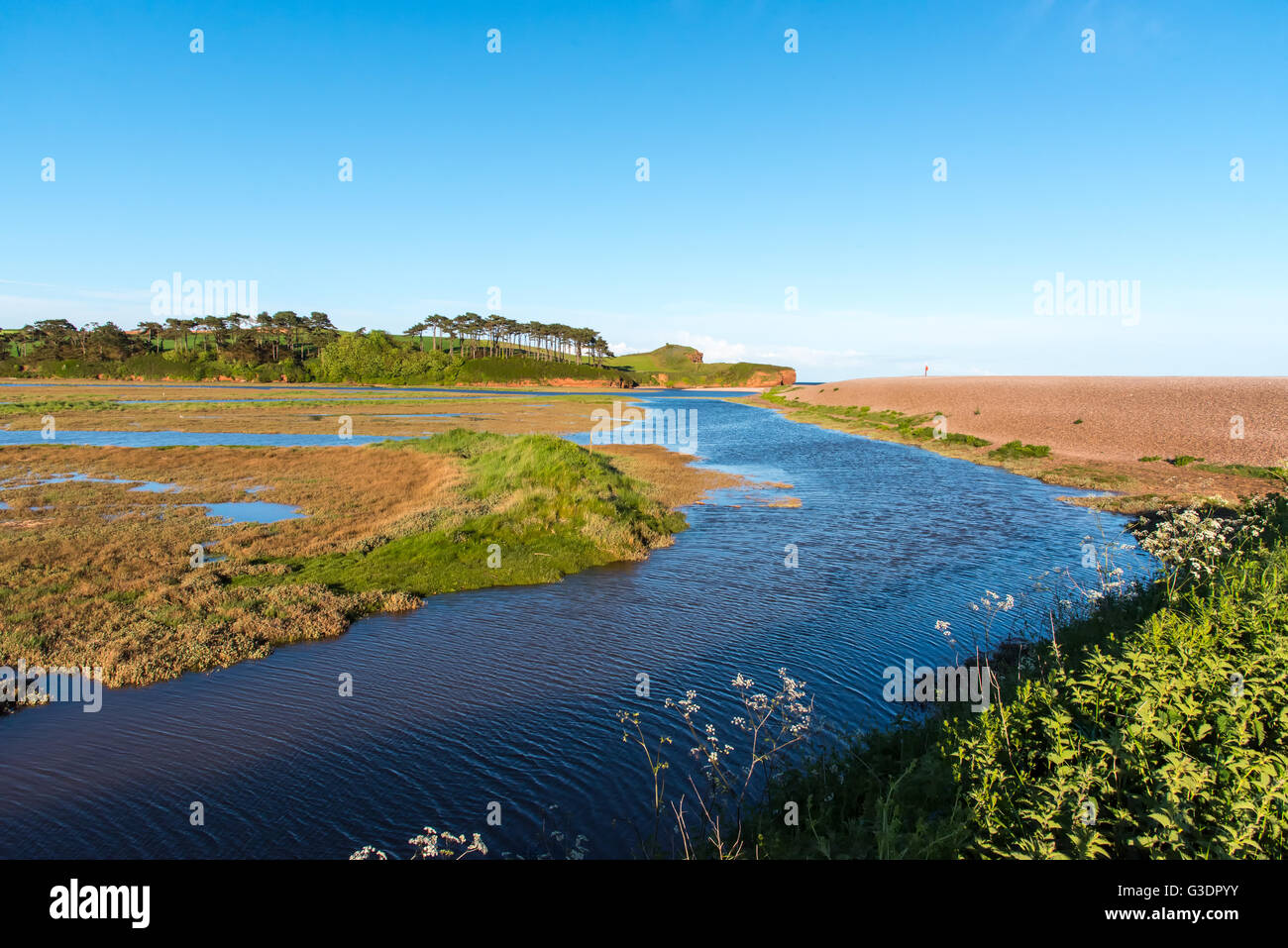 The Saltings, a salt marsh at the mouth of the River Otter, near