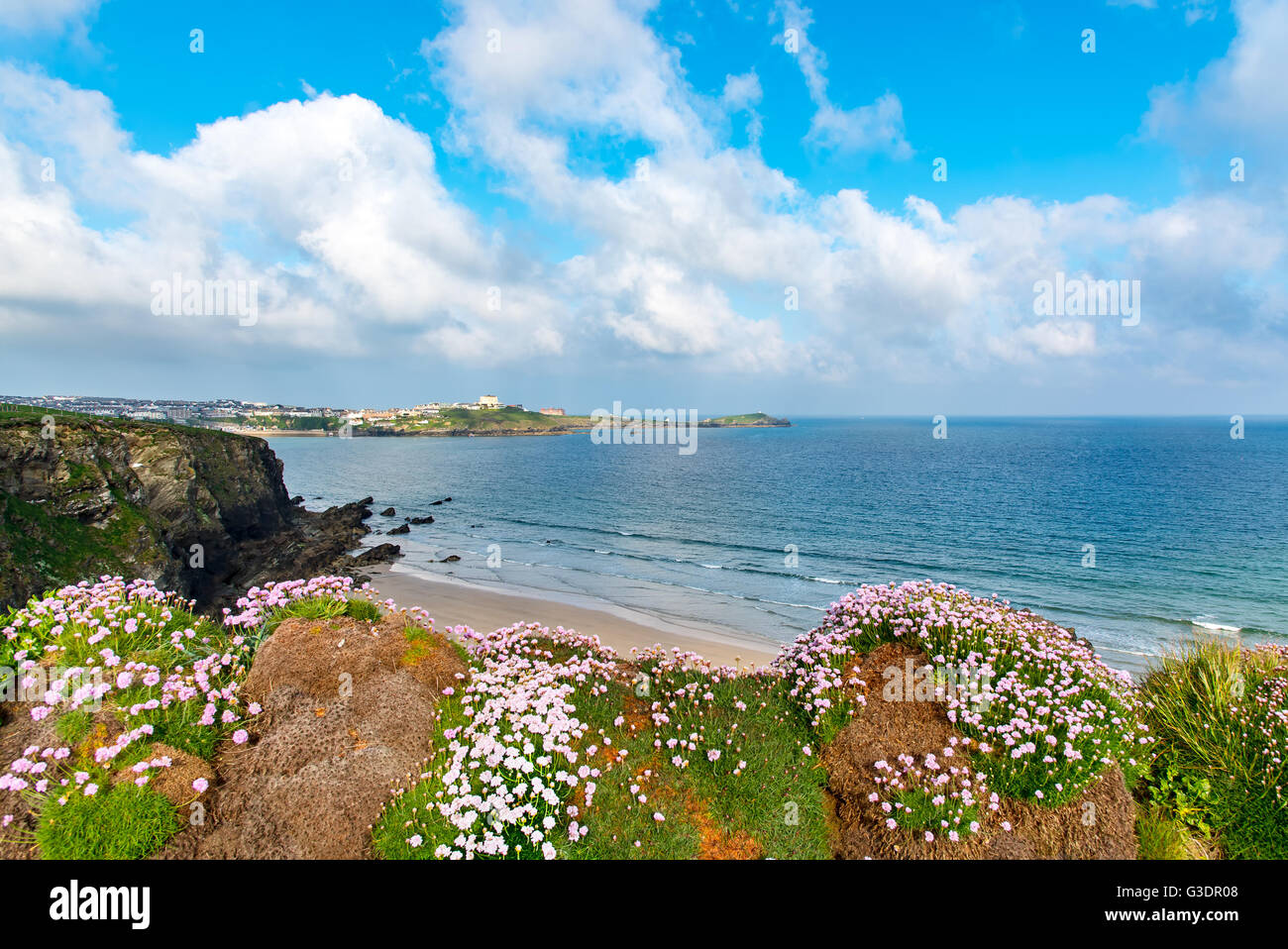 Sea Pinks, or Thrift (Armeria maritima) above Tolcarne Beach in Newquay, Cornwall, UK.  Towan Head is in the background. Stock Photo