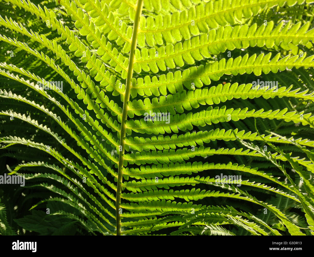 Early morning sun and green ferns Stock Photo Alamy