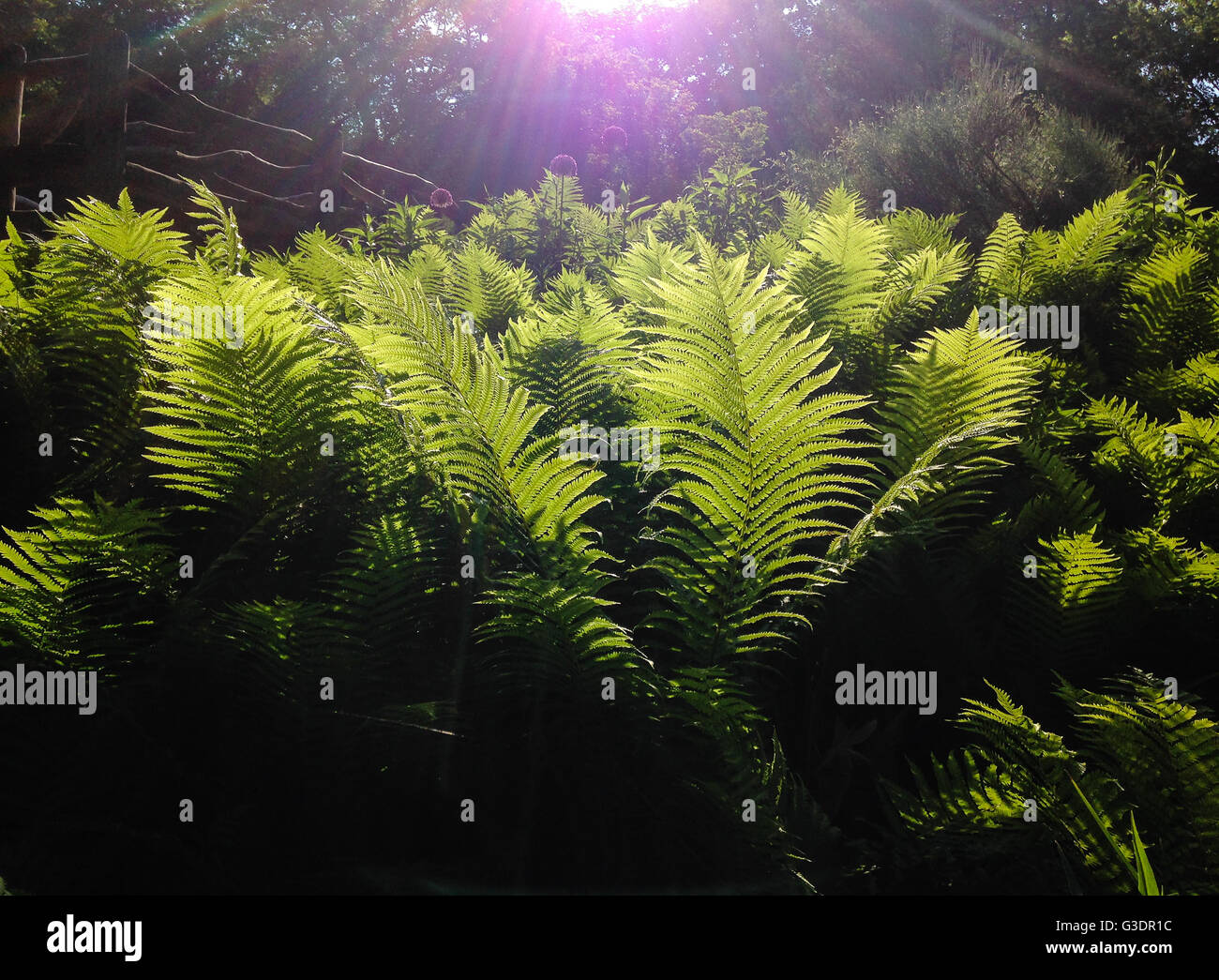 Early morning sun and green ferns Stock Photo - Alamy