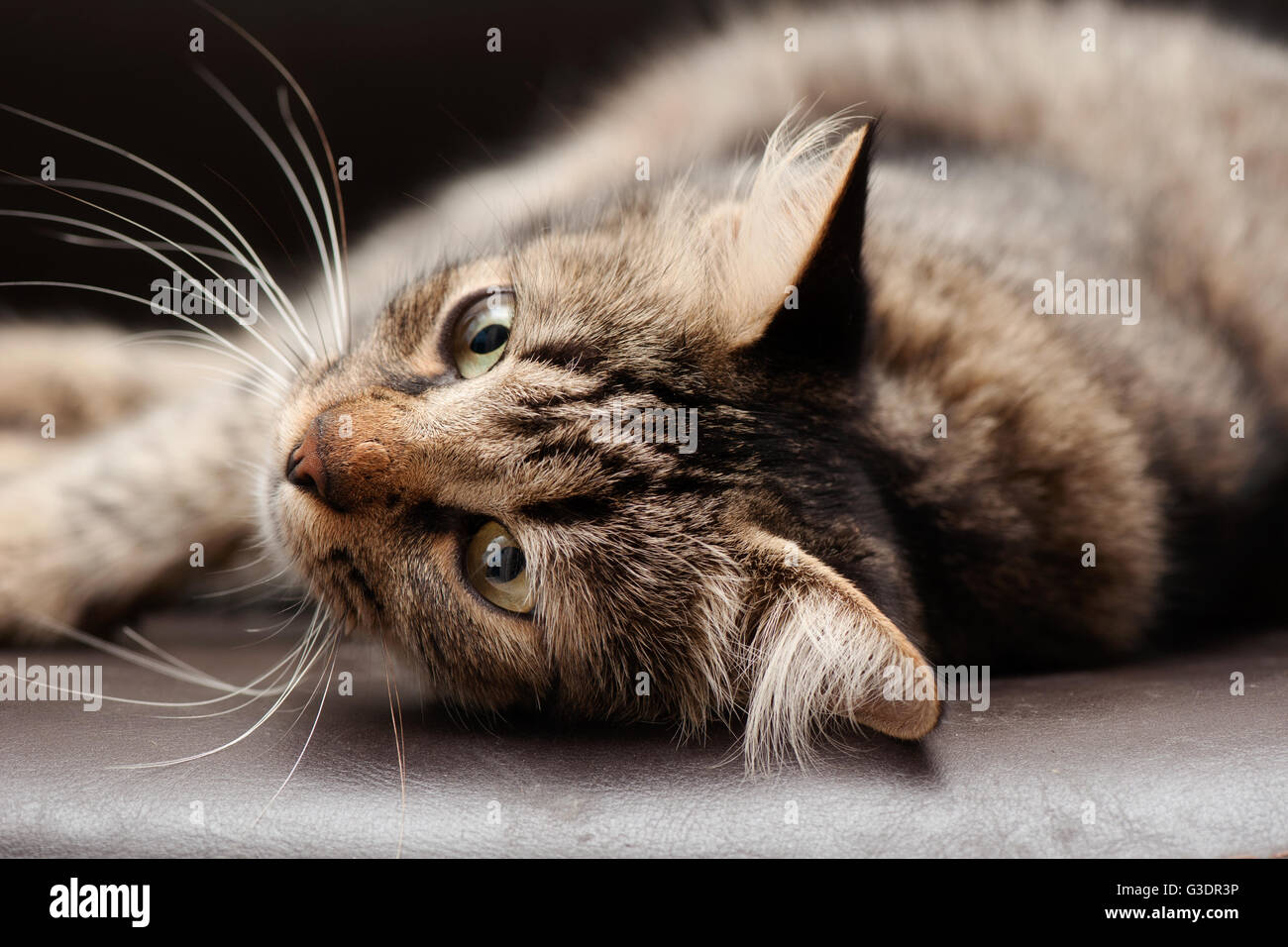 Tabby Cat Lying Down Stock Photo