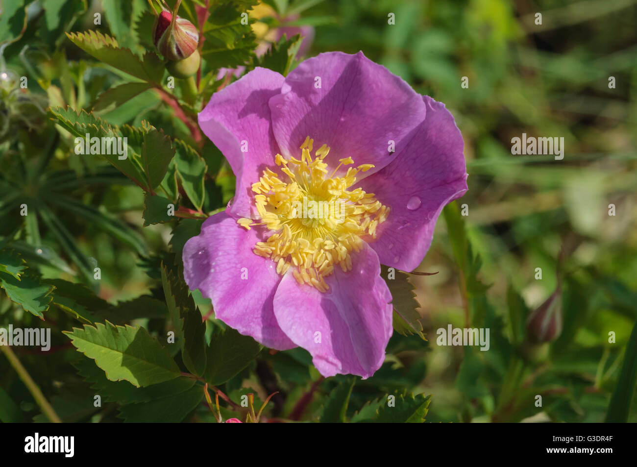 Common wild rose, Rosa woodsii, Waterton Lakes National Park, Alberta, Canada Stock Photo