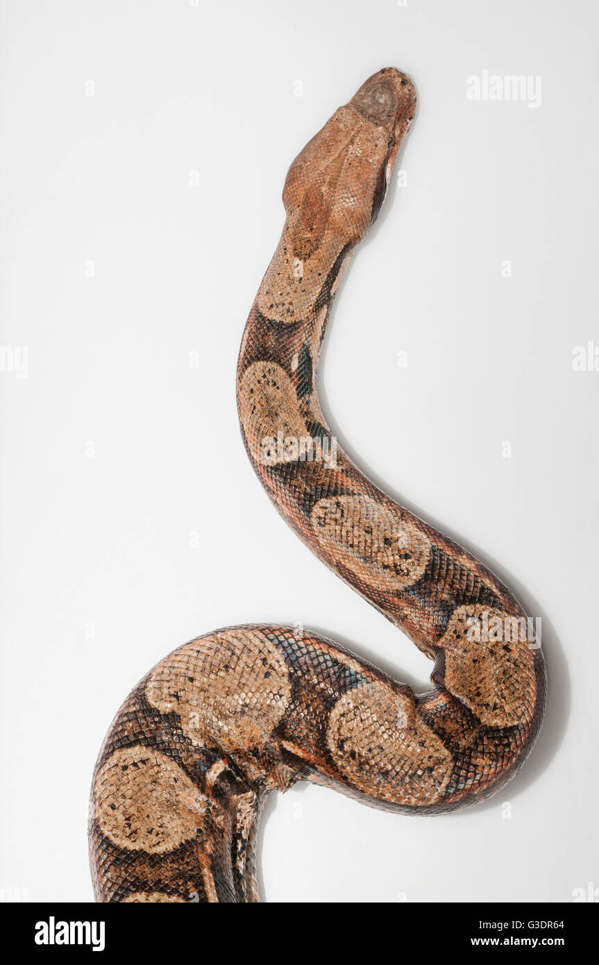 Colombian Red Tail Boas (Boa constrictor imperator)