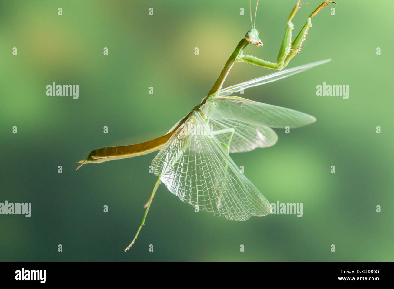 Praying mantis, Stagmomantis sp., Mantidae, Green Valley, Arizona, USA