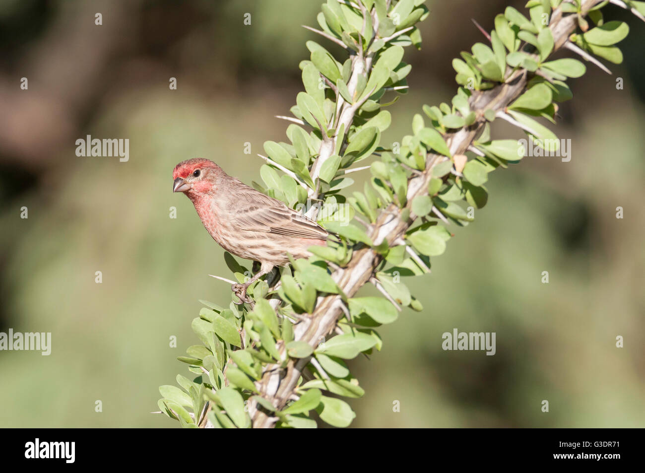 House Finch, Haemorhous mexicanus, Green Valley, Arizona, USA Stock