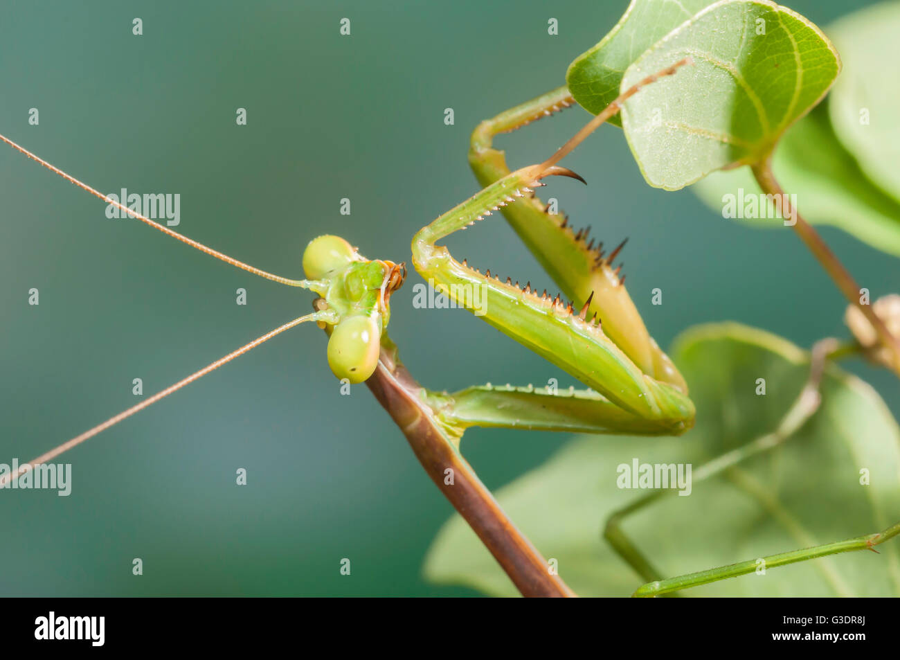 Praying mantis, Stagmomantis sp., Mantidae, Green Valley, Arizona, USA