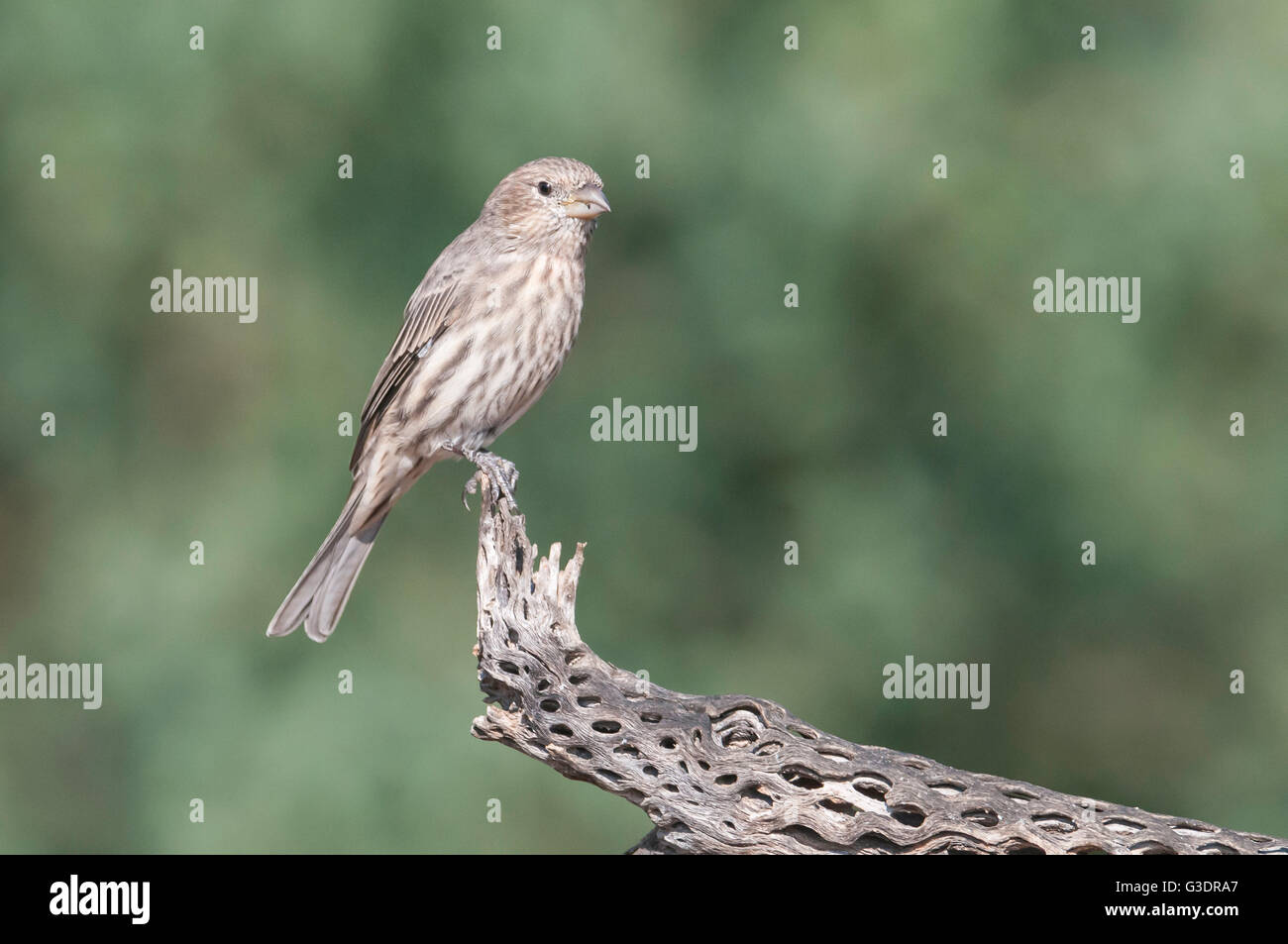 Female House Finch, Haemorhous mexicanus, Green Valley, Arizona Stock