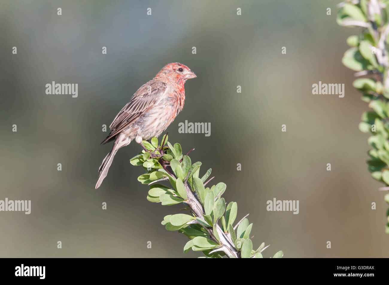 Rosefinch rosefinches hires stock photography and images Alamy