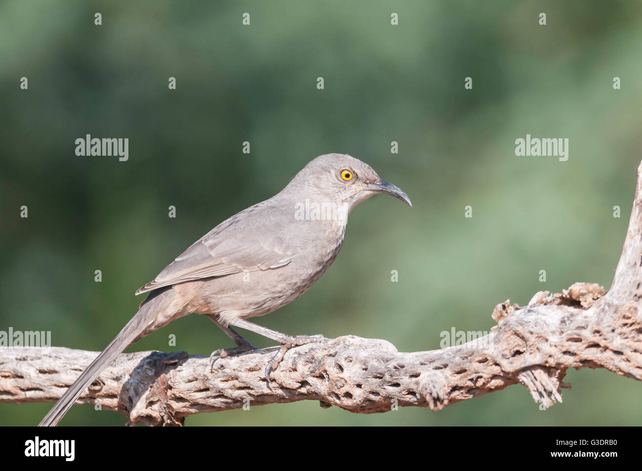 Curve-billed Thrasher, Toxostoma curvirostre, Green Valley, Arizona