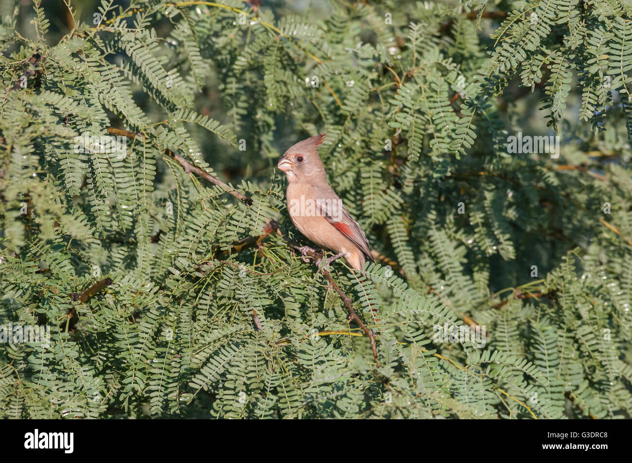 Pyrrhuloxia, desert cardinal, Cardinalis sinuatus, female, Green Valley, Arizona, USA Stock Photo