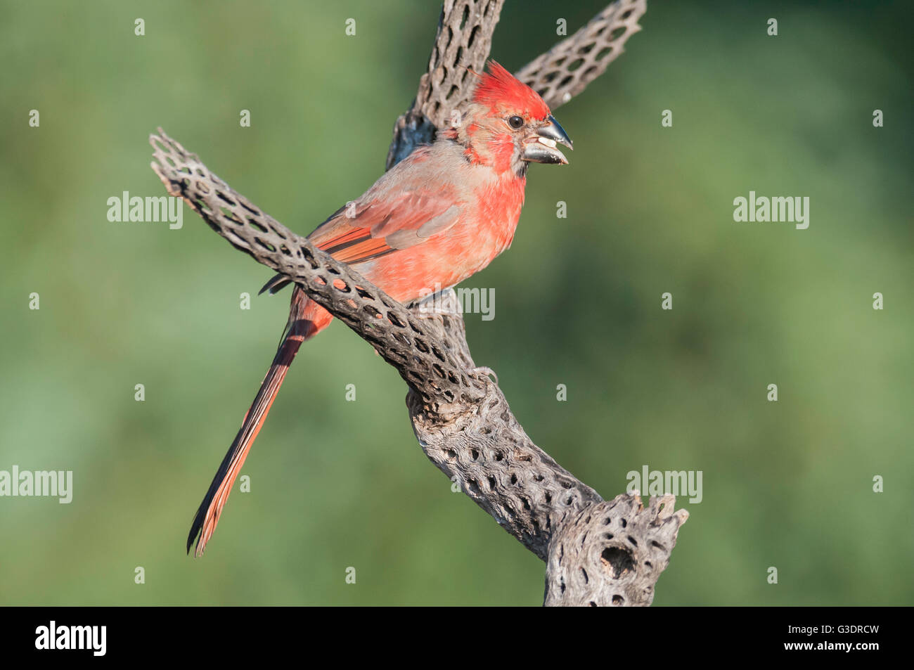 Northern Cardinal, Cardinalis cardinalis, Green Valley, Arizona, USA Stock Photo